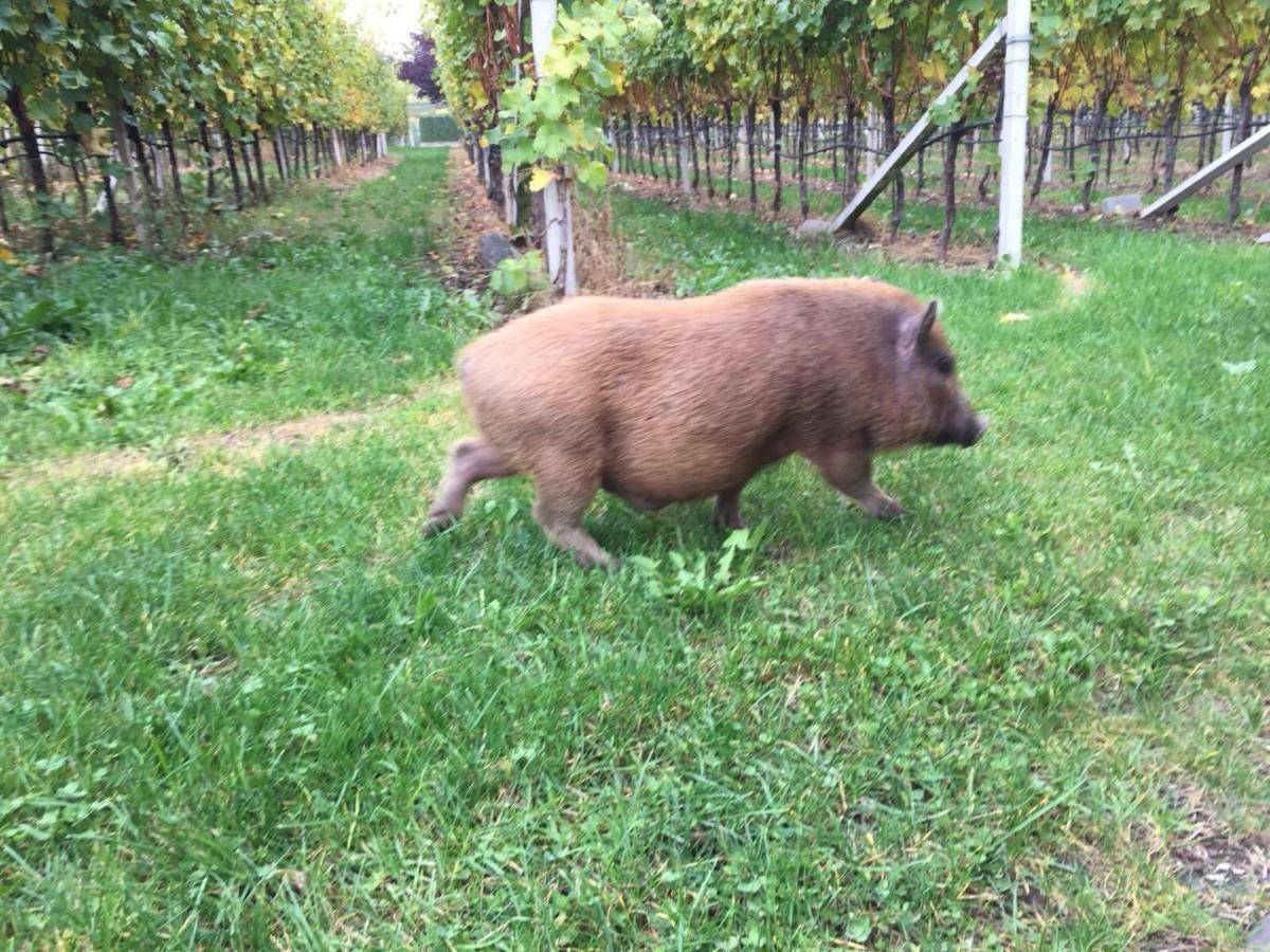 Appartamento Lochererhof Appiano Sulla Strada Del Vino Esterno foto