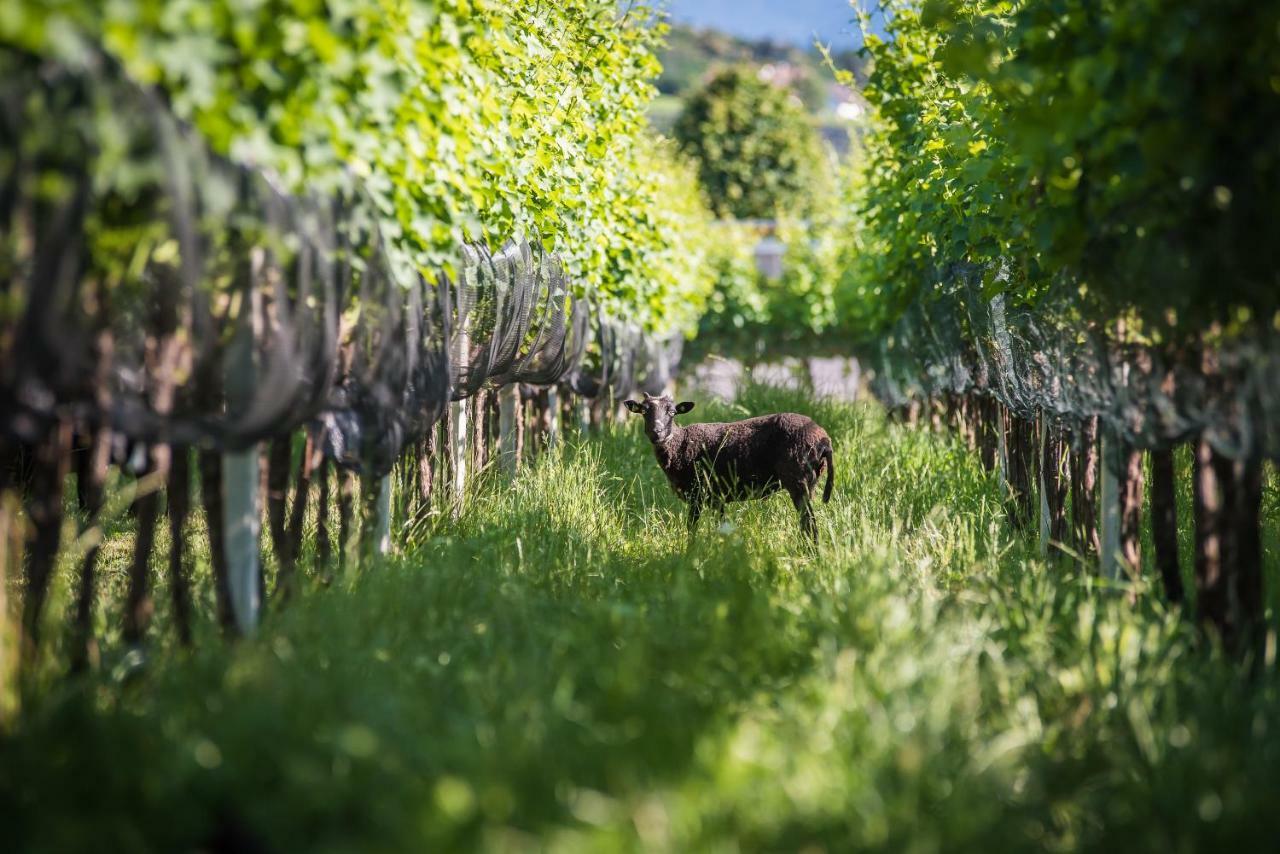 Appartamento Lochererhof Appiano Sulla Strada Del Vino Esterno foto